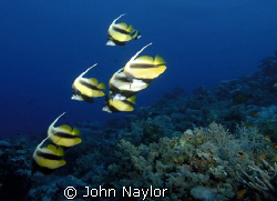 Red sea bannerfish. by John Naylor 